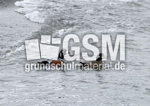 Kragenente (5 von 6).jpg